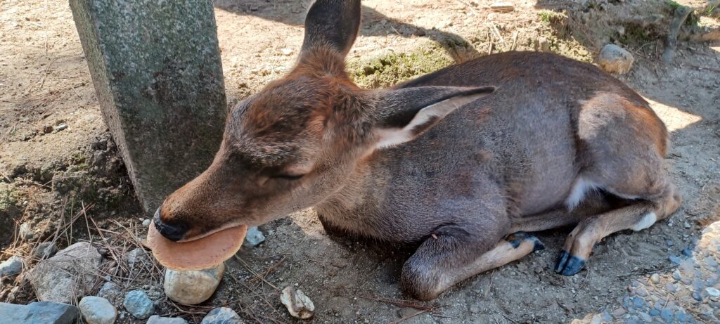 奈良公園