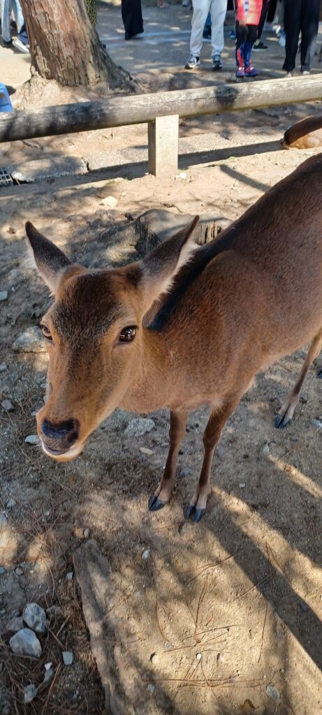 奈良公園の鹿