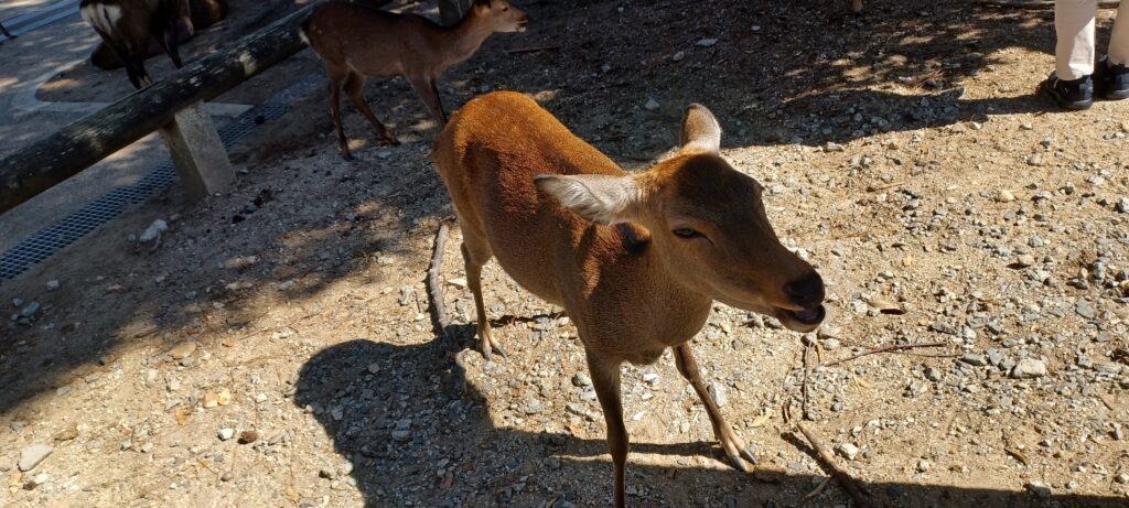 奈良公園