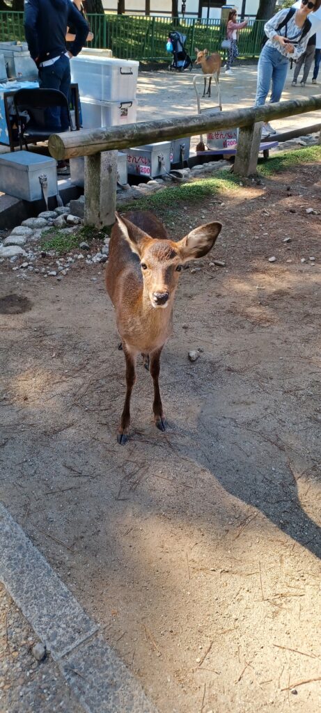 奈良公園の鹿