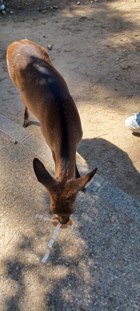 奈良公園の鹿