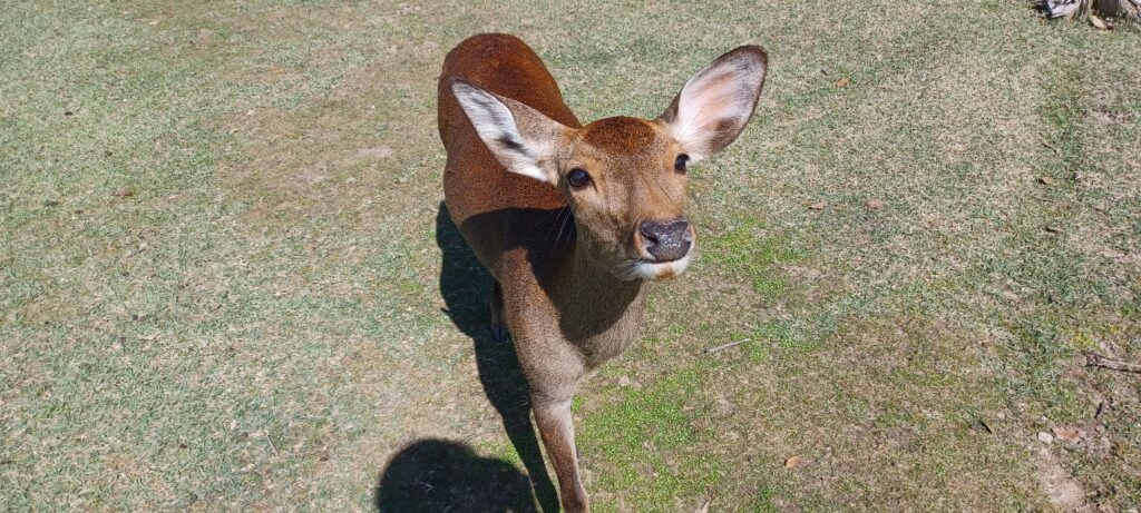 奈良公園