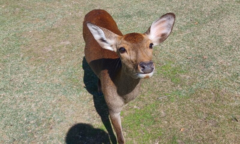 奈良公園