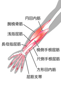 前腕の筋肉のイラスト図